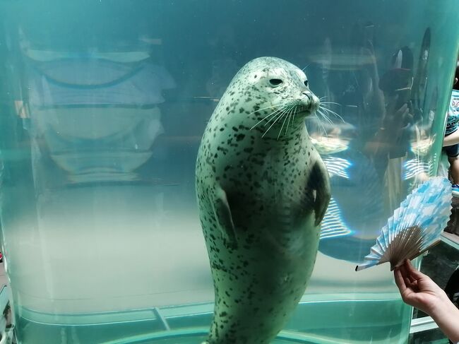 ’２０　夏の北海道旅行１７　旭山動物園④（あざらし館～ほっきょくぐま館 再訪問）