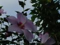 秦野・松田・足柄の旅行記