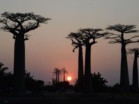 マダガスカル１０日間の旅（５）ムルンダヴァに戻り「バオバブの並木道」で夕景鑑賞