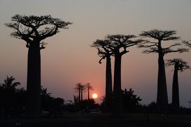 マダガスカル１０日間の旅（５）ムルンダヴァに戻り「バオバブの並木道」で夕景鑑賞