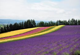 2020夏　富良野・美瑛・小樽 はら物語 ②【満開のラベンダーとパッチワーク美瑛・宿泊は旭川？】