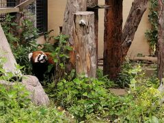 ’２０　夏の北海道旅行１９　旭山動物園⑥（レッサーパンダ舎＆小獣舎～シマフクロウ舎～北海道産動物舎）