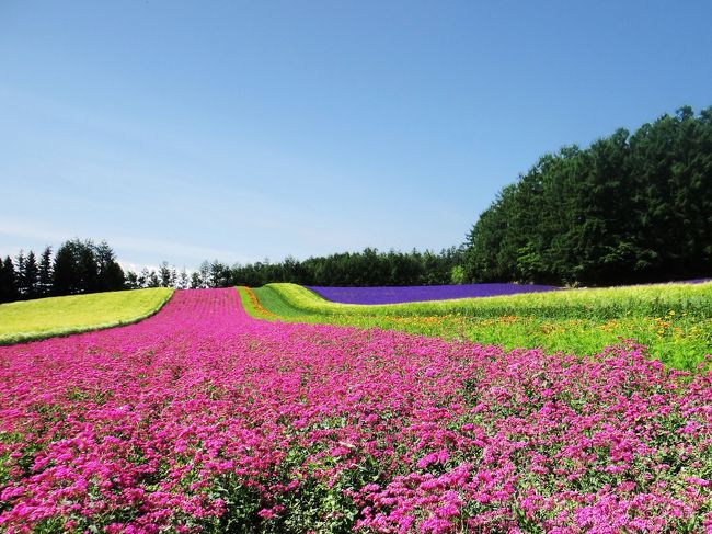 天気がよく、ファーム富田に問い合わせたところ花も見頃とのことでしたのでレンタカーを借り、一泊二日で富良野と美瑛に行ってきました。富良野や美瑛には、様々な幾何学模様にラベンダーを含む様々な花を植えた花畑が沢山あり、この時期どこも見頃になります。今回は7つの花畑を見学してきましたが、写真の枚数が多くなりましたので複数回に分けて順番にご報告します。<br />第1回目の今回は中富良野にある、多分この地域では最も名が知れたファーム富田と、その南約1 kmにある規模が小さめの北星山ラベンダー園(中富良野町営ラベンダー園)をご報告します。 <br /><br /><br />付録に富良野におけるラベンダー栽培の歴史について簡単に記載しましたので、お時間とご興味のある方はご覧ください。<br />
