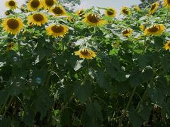 国営讃岐まんのう公園へヒマワリを見に。