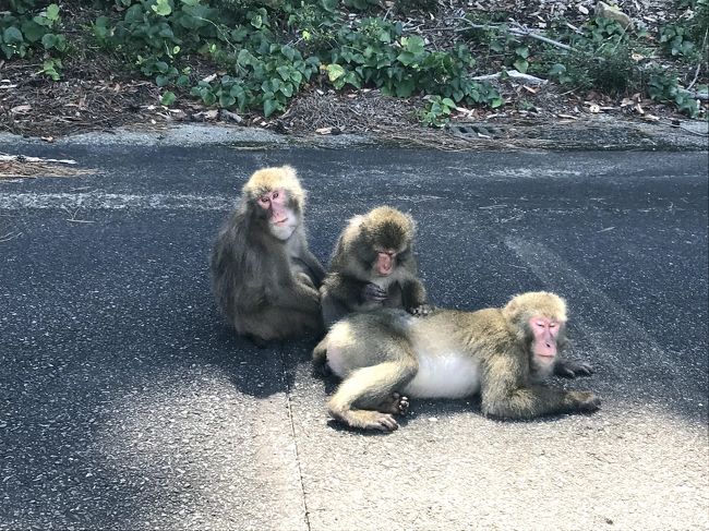 2泊3日で行ってきました。最終日。<br />あ、このお猿さん3人旅じゃないですよ♪<br /><br />大雨の屋久島、快晴の屋久島、梅雨明けの屋久島も堪能。<br />3日目レンタカーで島一周弱時計回り　満喫商品券でまさに満喫！！！<br />宮之浦岳登山、白谷雲水峡などまだまだ行ってみたいところがあります。また行きます！