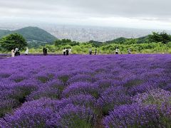 2020.7 ラベンダー・アジサイ、札幌市内で楽しめる夏の「お花の公園」巡り