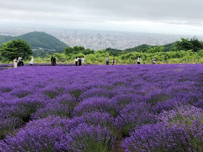 7 ラベンダー アジサイ 札幌市内で楽しめる夏の お花の公園 巡り 札幌 北海道 の旅行記 ブログ By ゆんこさん フォートラベル