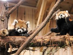 車デビューの伊豆のレッサーパンダ遠征（４）伊豆シャボテン動物公園（１）レッサーパンダ４頭とアカハナグマの三つ子の赤ちゃんにメロメロ