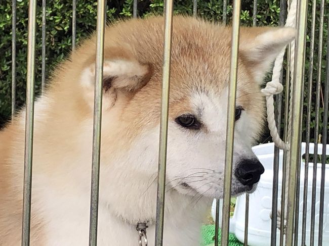 最終日になりました。<br />今日は13時過ぎの秋田新幹線で帰途につきますので、午前中で秋田市内を回りたいと思います。<br /><br />ホテルに荷物を預かってもらい、9時過ぎに頑張ってくれたレンタカーを返却して、秋田市民市場を通り抜け、今日から実演が再開された秋田竿灯の妙技を見学しました。<br />次に、昔JRのCMで吉永小百合様が佇んていたのが印象に残っている、秋田県立美術館の壁画&安藤忠雄さんの空間を感じながらお茶休憩をして、最後はもう一度秋田犬にご挨拶をして、昼過ぎに駅に戻りました。<br /><br />昼食の弁当を購入し、ガラガラの秋田新幹線で東京駅に戻り、羽田空港に移動し、無事帰着いたしました。<br /><br />飛行機もガラガラで、2年前まで出張等で年20回位は羽田空港を利用していましたが、何か寂しい気持ちになりました。<br /><br />今回はコロナ禍の終息が見えない中で、少し後ろめたい気持ちを抱かせる旅行でしたが、一日も早くコロナ禍が終息し、気持ちも晴れやかに、GoToトラベルを楽しめる環境になる事を、待ち望んでおります。