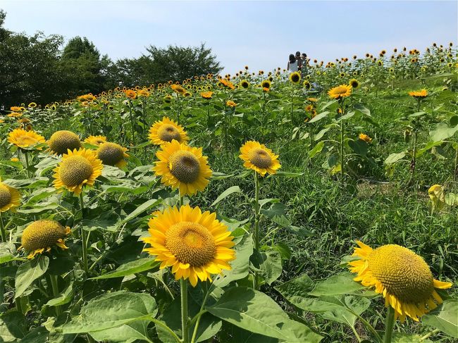 炎天下、ひまわり畑へGO！古墳もあるある馬見丘陵公園☆