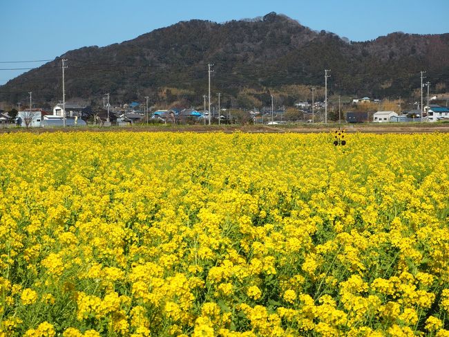 房総半島①<br /><br />鴨川菜な畑ロード<br />↓<br />道の駅 ローズマリー公園<br />↓<br />大福寺(崖観音)
