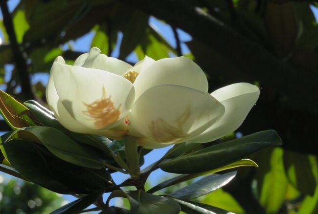 庄内緑地公園の咲き残りのバラの花と、僅かばかりですが紫陽花の紹介です。タイサンボクの花も見頃でした。タイサンボク(泰山木)は、アジアの植物のイメージがありますが、原産は北米です。