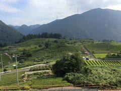 18盆休み帰省 Part6 岐阜のマチュピチュ 天空の茶畑 上ヶ流 に行ってきた 揖斐川 岐阜県 の旅行記 ブログ By Jh2fxvさん フォートラベル