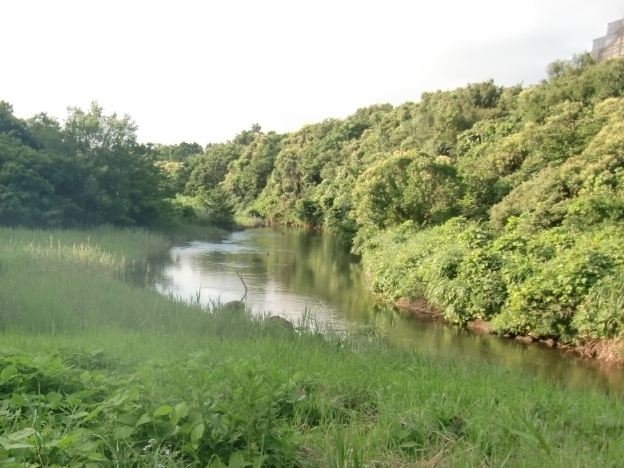 横浜市金沢区の独特な旧海岸線と広大な埋立造成地にある長浜公園と富岡八幡宮の界隈を梅雨の晴れ間に散策