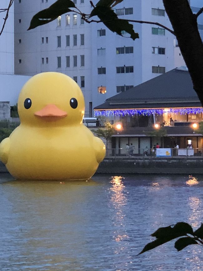 2020/8/8（土）<br />巨大な黄色いアヒルの子が川に浮いているとのタレコミを受けて調査に出かけました。<br /><br />大川の天神橋と天満橋の間、京阪シティモールあたりにいました、巨大なのが！<br /><br />このラバー製のあひる君は、どうやら世界中を回っているらしい。<br /><br />ラバーダックプロジェクト<br />http://www.hetgallery.com/rubber-duck-project.html<br />