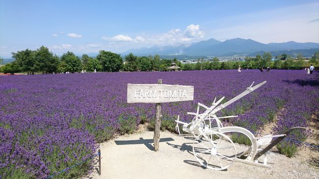 新型コロナウイルスの影響で遠出を控え、地元の観光地を回るとにしました。中富良野町までラベンダーを見に行くことにしました。中富良野でラベンダーを見るのは20年ぶりです。