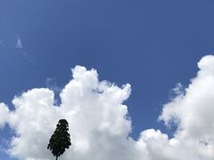 夏～～旅に出たいですね～・変わらず自粛生活の中、孫の息抜きに三密回避のブルーベリー狩りと日常の備忘録