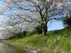 桜の琵琶湖周遊②