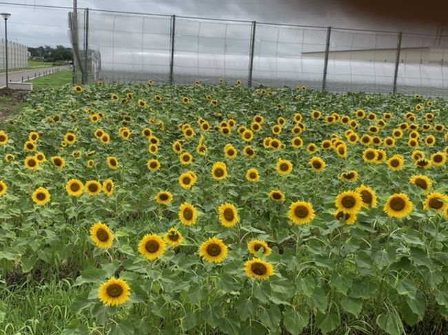 旧秋田県農業試験場周辺を歩く