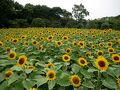 住吉・平野の旅行記