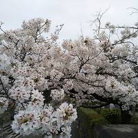 京都の桜を求めて2020---ANAクラウンプラザ京都