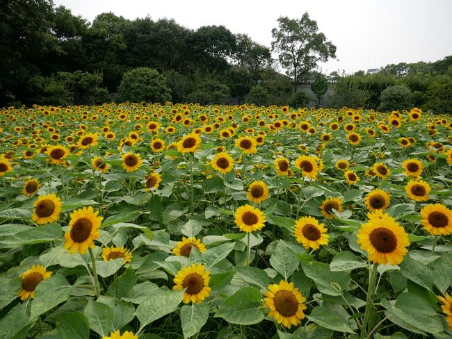 0円旅行記第6弾　2020年8月　大阪市立長居植物園　ひまわりウィーク