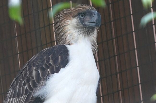 シンガポールの動物園&水族館を網羅すべく4泊7日のひとり旅をしてきました。<br /><br /> 0日目:羽田空港(https://4travel.jp/travelogue/11547983)<br /> 1日目:チャンギ空港→市街地(https://4travel.jp/travelogue/11573862)<br /> ≪River Safari≫ https://4travel.jp/travelogue/11576145<br /> https://4travel.jp/travelogue/11580253<br /> https://4travel.jp/travelogue/11581860<br /> https://4travel.jp/travelogue/11582479<br /> 夕食→ホテル(https://4travel.jp/travelogue/11583266)<br /> 2日目:街歩き→セントーサ島(https://4travel.jp/travelogue/11586379)<br /> ≪S.E.A Aquarium≫ https://4travel.jp/travelogue/11587050<br /> https://4travel.jp/travelogue/11589782<br /> https://4travel.jp/travelogue/11591341<br /> セントーサ島観光(https://4travel.jp/travelogue/11595026)<br /> 3日目:≪Singapore Zoo≫ https://4travel.jp/travelogue/11602397<br /> https://4travel.jp/travelogue/11606334<br /> https://4travel.jp/travelogue/11611439<br /> https://4travel.jp/travelogue/11614263<br /> https://4travel.jp/travelogue/11616322<br /> https://4travel.jp/travelogue/11617019<br /> 夕食→Thumbuakar Performance<br /> (https://4travel.jp/travelogue/11618407)<br /> ≪Night Safari≫<br /> トラム(https://4travel.jp/travelogue/11619105)<br /> Creatures of the Night Show<br /> (https://4travel.jp/travelogue/11619557)<br /> 徒歩コース(https://4travel.jp/travelogue/11620870)<br /> 4日目:ブギス→オーチャード(https://4travel.jp/travelogue/11623177)<br /> マリーナベイサンズ周辺(https://4travel.jp/travelogue/11627725)<br /> 5日目:≪Jurong Bird Park≫<br /> 入園→繁殖センター(https://4travel.jp/travelogue/11628914)<br /> High Flyers Show(https://4travel.jp/travelogue/11633369)<br /> 湿地→ローリーロフト(https://4travel.jp/travelogue/11636923)<br />今ココ→ 猛禽類→ペリカン<br /> 滝のケージ(https://4travel.jp/travelogue/11639549)<br /> オウムの楽園(https://4travel.jp/travelogue/11639824)<br /> Kings of the Skies(https://4travel.jp/travelogue/11641187)<br /> 6日目:チャンギ空港→羽田空港(https://4travel.jp/travelogue/11641860)<br /> まとめ:お土産、費用(https://4travel.jp/travelogue/11644022/)