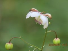 久しぶりに箱根旅行をしました⑤湿生花園めぐりその(1)落葉広葉樹林区、低層湿原区、ヌマガヤ草原区