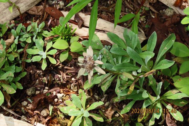 次いで高山のお花畑区を見て回りました。<br /><br /><br /><br />*エゾウスユキソウ