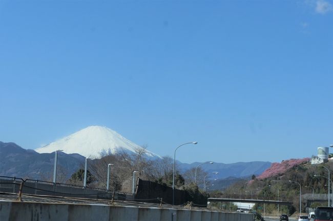 2020年２月　河津桜を見に行くはずが、渋滞で断念、伊豆の国パノラマパークで富士山見てきました