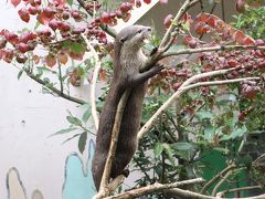 智光山公園こども動物園に梅雨明け前の７月末に～コツメカワウソ８頭のむしゃむしゃタイム＆今年最後の求愛クジャク＆エミューの赤ちゃん名前はぱん