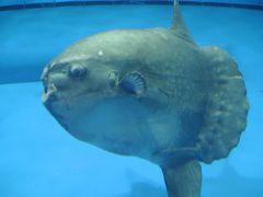 子供と水族館めぐり！う～マンボウ、茨城大洗水族館。