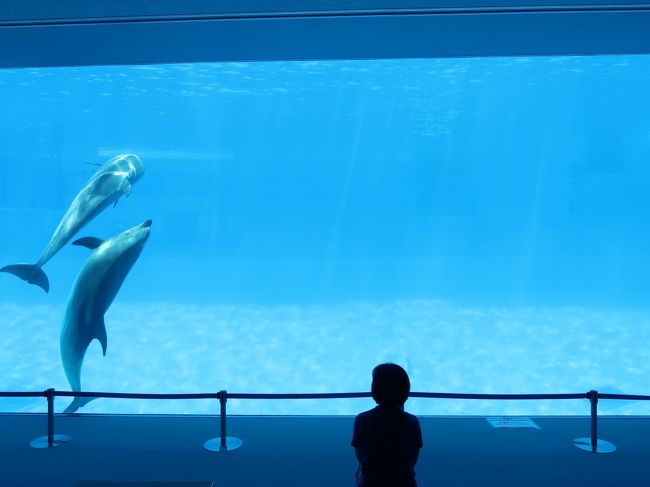 2020名古屋巡り（1）～名古屋港水族館・犬山城～