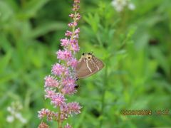 久しぶりに箱根旅行をしました⑦湿生花園その(3)植生復元区の植物と蝶