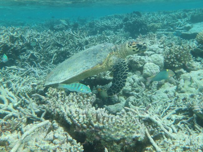 2020年の夏の海外旅行は行けるはずもなく、涙<br /><br />いつか海外旅行に行けるまでは過去の旅を振り返りたいと思います。<br /><br />2015年8月にモルディブのアリ環礁にある「カンドゥル・アイランド（Kandolhu Island）」に6泊してきました！<br /><br />この時はシンガポール航空を利用しました。<br />羽田空港発の深夜便を使ってシンガポールで乗り継ぎ、翌早朝にマレに到着し、すぐにカンドゥルに移動。<br /><br />カンドゥル・アイランドでは「ジャグジービーチビラ」に6泊滞在。<br />2014年にリニューアルされた居心地の良いビラでまったりしながら、素晴らしいハウスリーフで毎日シュノーケリングを楽しみました＾＾<br /><br />帰りはマレを深夜に出発し、翌早朝にシンガポールに到着、ホテルで仮眠して夜までシンガポールを観光し、また深夜便で羽田に戻りました。<br />リゾート6泊+機内2泊の8泊9日の旅です！！<br />