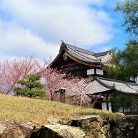 COVID-19対策の自主隔離を終えて☆京都初日ー１　東山山頂付近の桜