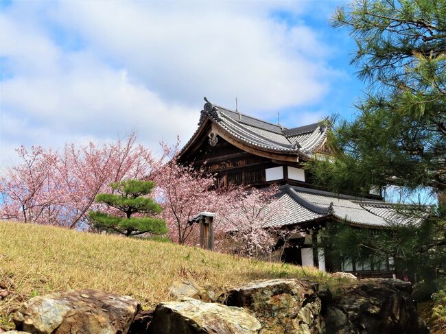 COVID-19対策の自主隔離を終えて☆京都初日ー１　東山山頂付近の桜