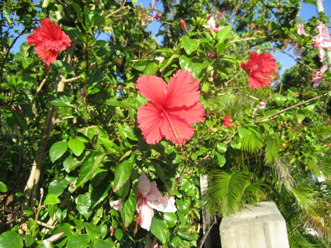 '07 夏休み家族旅行は波照間島&黒島②幻の泡盛・泡波でゆんたく♪編