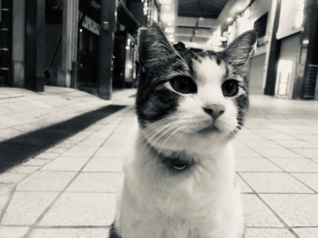 道後温泉商店街には人懐こい猫がいる。<br /><br />最初に逢ったのは2018年6月　一人旅の時だ。<br />翌月には連れを伴い再訪　おやつを上げる事ができた。<br /><br />そして2019年9月　再度一人旅で訪れる。<br />目的の一つはJR四国のバースディキップでの周遊であるが、この猫逢いたさに拠点を松山に選んだのである。<br /><br />そして今年の9月には連れを伴い松山へ出かける事にし予約を完了した。（GoTo）<br />でも目的の一つが猫であるため、安否確認ではないが、検索してみると・・・<br /><br />https://news.yahoo.co.jp/articles/e12d8f311d36a8b0cd6ffd12230c6b683d491549<br /><br />何と衝撃的な記事が出て来てしまった。<br />リンクが切れると読めなくなるので愛媛新聞の記事を記録として載せる。<br /><br />道後商店街（松山市道後湯之町）の人気者で「チビ」「たま」などと呼ばれていた雄の地域猫が急死していたことが29日までに分かった。診察した獣医師によると、症状から毒性のある物を口にしたのが原因とみられる。6年ほど前から愛くるしい姿を見せ、和食店の前などで観光客や地元の子どもらに親しまれていた。世話していた商店主や住民らは悲しみ、会いにきた観光客も肩を落としている。<br />　主に世話をしていた和食店経営・白鳥隆さん（68）によると、異変があったのは24日。路地でうずくまっているのを見つけ、名前を呼ぶと起き上がったが、ぐったりしていたため動物病院へ連れて行った。27日に容体が悪化し、命を落とした。<br />　白鳥さんによると、この猫は、ふらりと店の前に現れ、餌をやると離れなくなった。店を手伝う長女の浜原陽子さん（49）が自宅で飼っていて、少し前に姿を消した「チビ」にそっくりだったため、同じ名で呼んだ。<br />　「人なつっこくて頭がよかった」と白鳥さん。近くの店にもよく出入りして餌をもらっていた。日中は和食店前に置かれたかごの中でくつろいでいることが多く、観光客や地元の子どもらがなでたり、写真を撮ったりしても嫌がらなかった。「たま」「にゃん吉」など、いろいろな名で呼ばれていた。<br />　チビは、地域猫の先輩で2018年12月に天寿を全うした雄の「ゴン」とともに商店街の看板猫として知られ、会員制交流サイト（SNS）やブログなどで広く紹介されていた。ラーメン店経営・東育史さん（57）は「（急死に）みんながショックを受けている。喪失感が大きい」。<br />　28日、市内のペット霊園で家族や従業員とチビの葬儀を営んだ白鳥さん。「多くの人を癒やしてくれた。本当に感謝しかない」と悲しみをこらえながら在りし日をしのんだ。<br />