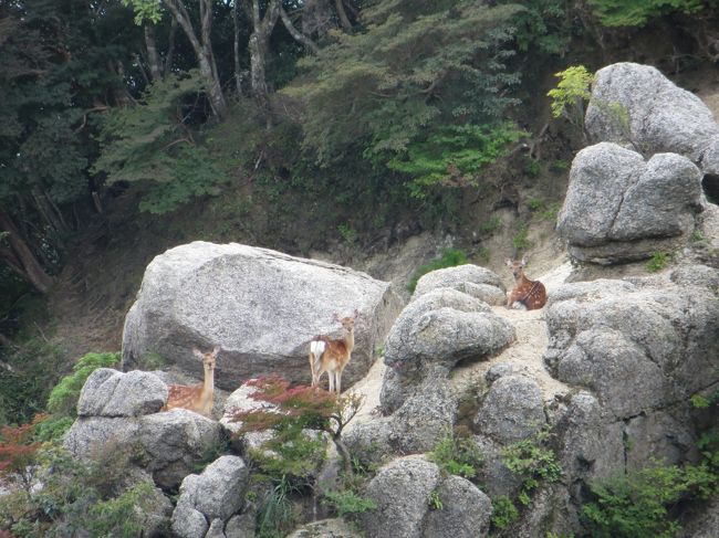 しばらく海外旅行に行けそうにないので、山登りを復活しようと思っています。さしあたり９月に南アルプスに行こうかなと計画しています。その練習と、勘を取り戻すために鈴鹿山脈の鎌ヶ岳に登ってきました。（何回か登っています）コースは色々考えましたが、帰りに雲母峰（キララミネ）に寄って来ました。見晴らしはよくありませんでしたが、途中で野生のシカを見つけました。ほぼ空荷だったので、おおむねコースタイム通り歩けました。９月の南アルプスはしっかり準備して登りたいと思います。