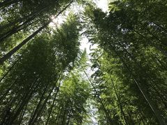 2020 8月　夏休み旅行★修善寺・大仁(静岡)