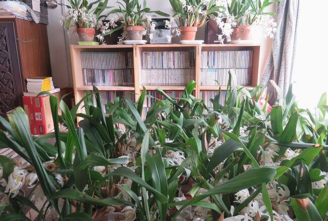 2020春～夏、家で咲いた洋蘭(1)：セロジネ、デンドロビウム・キンギアナム、ベリー