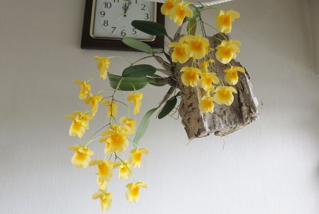 家で咲いた洋蘭の紹介の続きです。