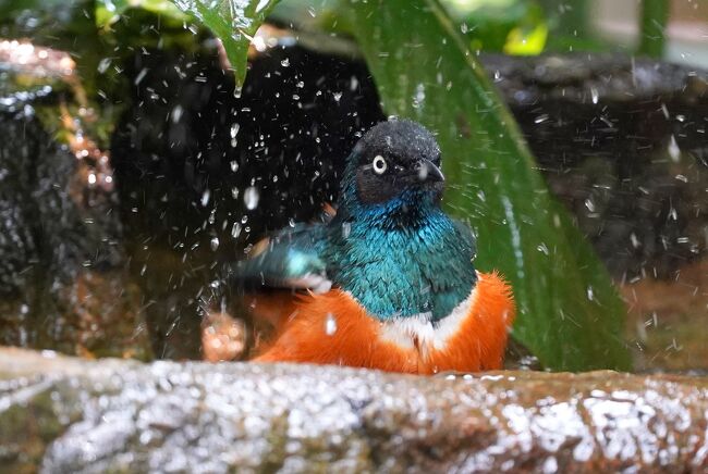 シンガポールの動物園&水族館を網羅すべく4泊7日のひとり旅をしてきました。<br /><br /> 0日目:羽田空港(https://4travel.jp/travelogue/11547983)<br /> 1日目:チャンギ空港→市街地(https://4travel.jp/travelogue/11573862)<br /> ≪River Safari≫ https://4travel.jp/travelogue/11576145<br /> https://4travel.jp/travelogue/11580253<br /> https://4travel.jp/travelogue/11581860<br /> https://4travel.jp/travelogue/11582479<br /> 夕食→ホテル(https://4travel.jp/travelogue/11583266)<br /> 2日目:街歩き→セントーサ島(https://4travel.jp/travelogue/11586379)<br /> ≪S.E.A Aquarium≫ https://4travel.jp/travelogue/11587050<br /> https://4travel.jp/travelogue/11589782<br /> https://4travel.jp/travelogue/11591341<br /> セントーサ島観光(https://4travel.jp/travelogue/11595026)<br /> 3日目:≪Singapore Zoo≫ https://4travel.jp/travelogue/11602397<br /> https://4travel.jp/travelogue/11606334<br /> https://4travel.jp/travelogue/11611439<br /> https://4travel.jp/travelogue/11614263<br /> https://4travel.jp/travelogue/11616322<br /> https://4travel.jp/travelogue/11617019<br /> 夕食→Thumbuakar Performance<br /> (https://4travel.jp/travelogue/11618407)<br /> ≪Night Safari≫<br /> トラム(https://4travel.jp/travelogue/11619105)<br /> Creatures of the Night Show<br /> (https://4travel.jp/travelogue/11619557)<br /> 徒歩コース(https://4travel.jp/travelogue/11620870)<br /> 4日目:ブギス→オーチャード(https://4travel.jp/travelogue/11623177)<br /> マリーナベイサンズ周辺(https://4travel.jp/travelogue/11627725)<br /> 5日目:≪Jurong Bird Park≫<br /> 入園→繁殖センター(https://4travel.jp/travelogue/11628914)<br /> High Flyers Show(https://4travel.jp/travelogue/11633369)<br /> 湿地→ローリーロフト(https://4travel.jp/travelogue/11636923)<br /> 猛禽類→ペリカン(https://4travel.jp/travelogue/11638783)<br />今ココ→ 滝のケージ<br /> オウムの楽園(https://4travel.jp/travelogue/11639824)<br /> Kings of the Skies(https://4travel.jp/travelogue/11641187)<br /> 6日目:チャンギ空港→羽田空港(https://4travel.jp/travelogue/11641860)<br /> まとめ:お土産、費用(https://4travel.jp/travelogue/11644022/)