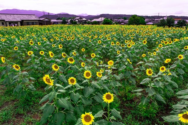　中津市三光佐知で、住民らが育てる約5,000本のひまわりの花が一斉に開き、見頃を迎えました。