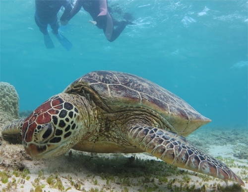 奄美大島と加計呂麻島で、固有の海と動物とグルメ三昧なお話です。