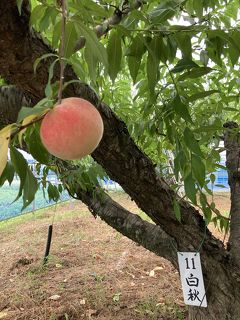 桃とぶどうを求めて・・・こそっと岡山、湯原温泉でリフレッシュ