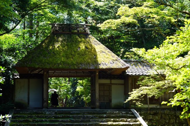 哲学の道の途中、法然院にお邪魔します。何かで、緑いっぱいの写真を見たような気がしまして…