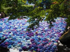 梅雨の晴れ間に「雨引観音（雨引山楽法寺）」の水中華を見に出かけました