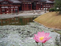 2020夏、京都、奈良そして伊勢神宮　２日目宇治～仁和寺、美味ご飯